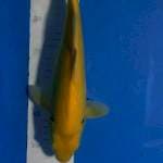 Karasi mm 32cm