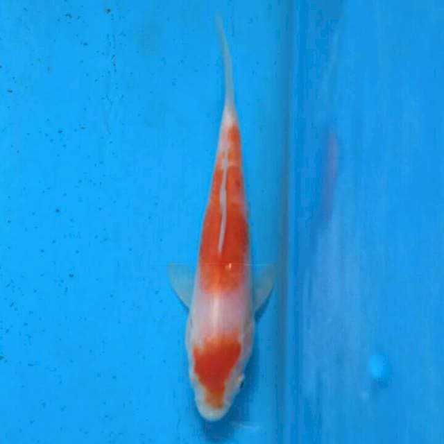 Kohaku f1