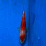 Kohaku f1