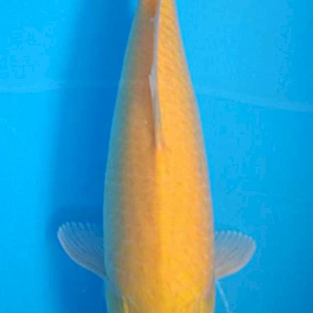 "syahdu" Karasi 36cm