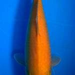 "syahdu" Karasi 36cm 