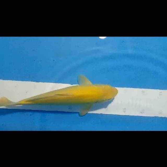 Karasi MH 32cm