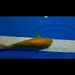Karasi MH 32cm