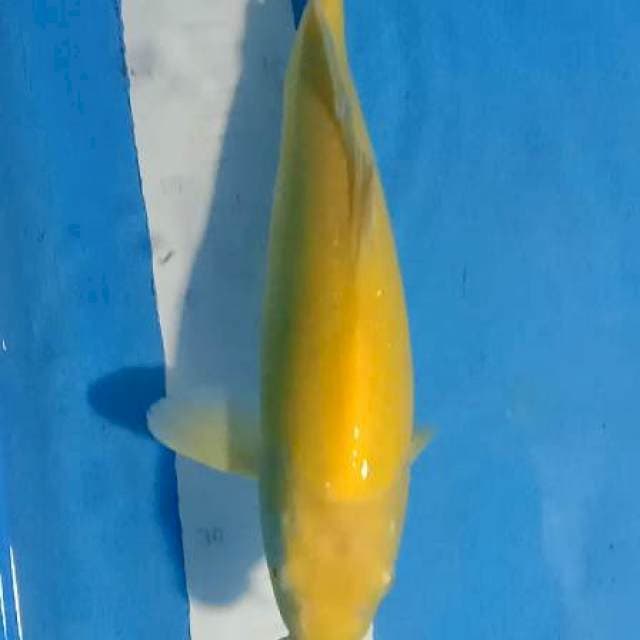 Karasi MM 36cm