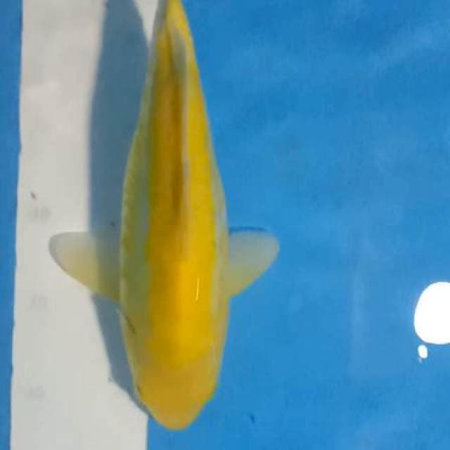 Karasi aragoke MH 32cm