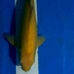 Karasi MM 37cm