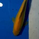Karasi MM 32cm