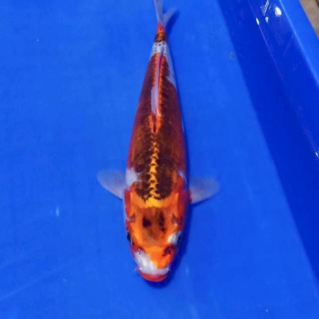 Kujaku boddy bagus 30cm