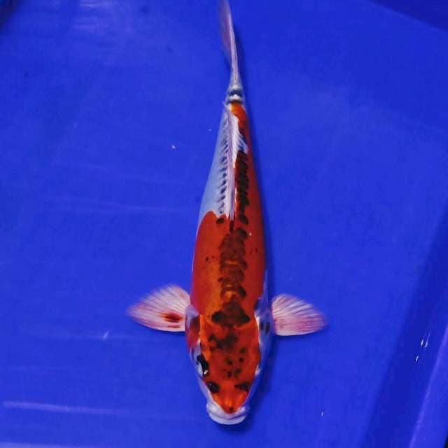Doitsu ghosiki 30cm