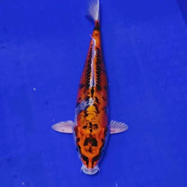 Doitsu kujaku 30cm