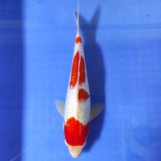 Kohaku Ginrin 29 cm