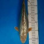 Ginrin 1 F1 Marudo