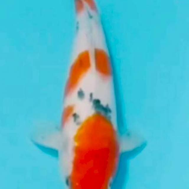 KOHAKU SANKE 30 CM JANTAN
