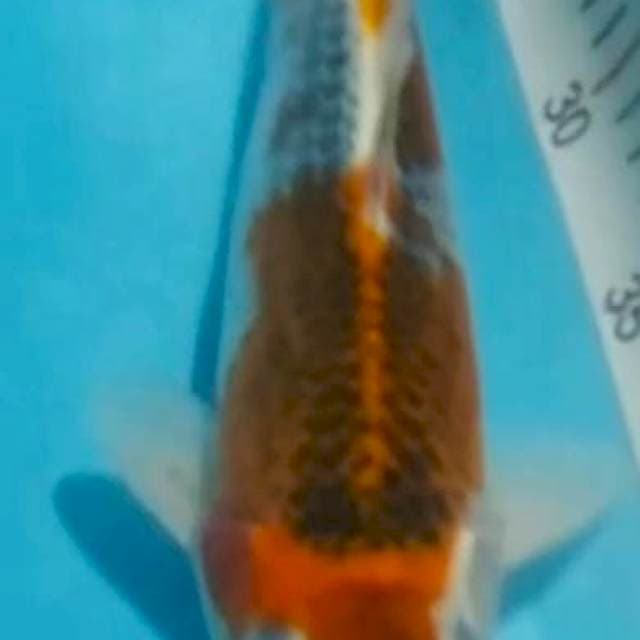 Gosiki 32cm
