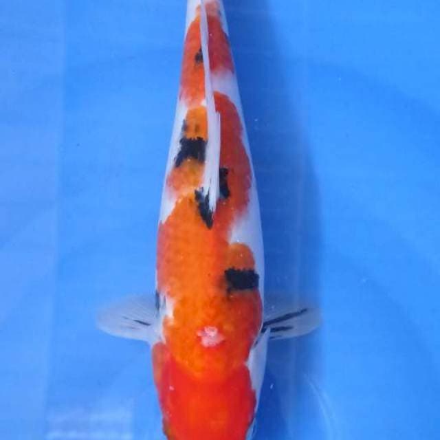 Sanke 35Cm