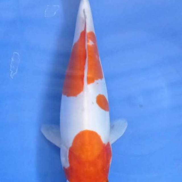 Kohaku Doitsu