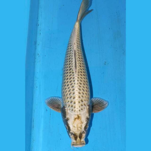 MUKASI MUKA
