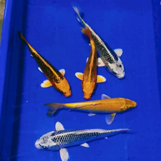 Mix matsuba jozz 25bu