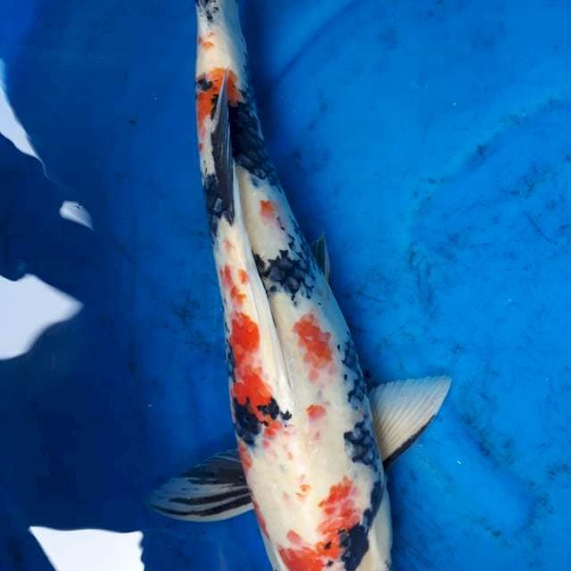 Sowa jumbo 55cm