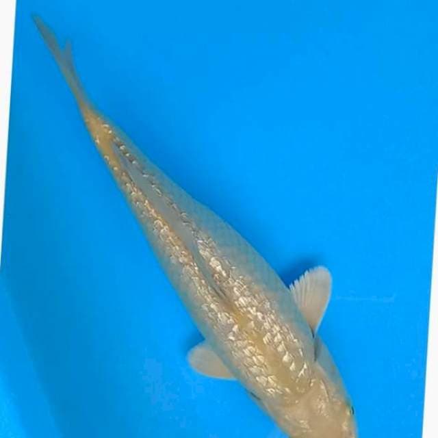 Karashi ginrin