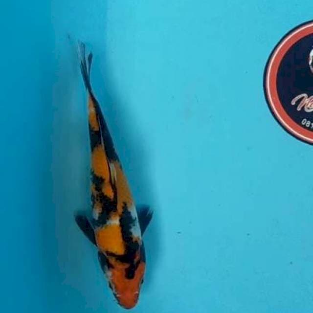 Showa 20 cm Blitar
