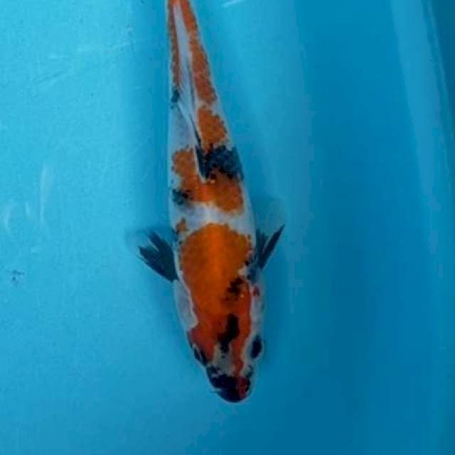 Showa 22 cm Blitar