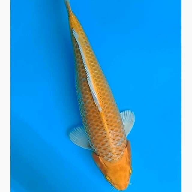 Ogon
