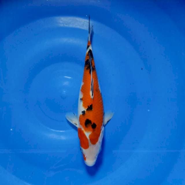 Sanke 27cm