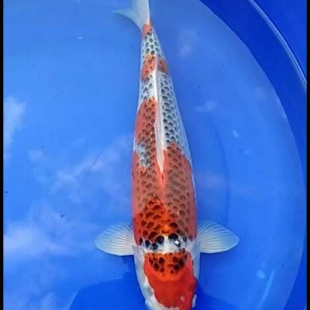 SUPER GOSHIKI JUMBO PUNUK(SQ)