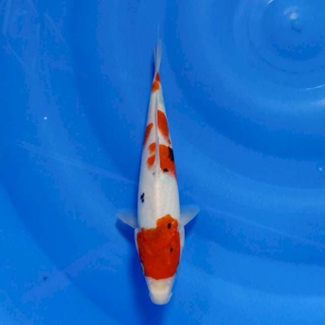 Maruten sanke 25cm