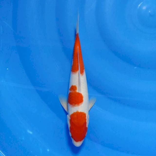 Kohaku 3step ori 28cm