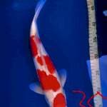 Kohaku