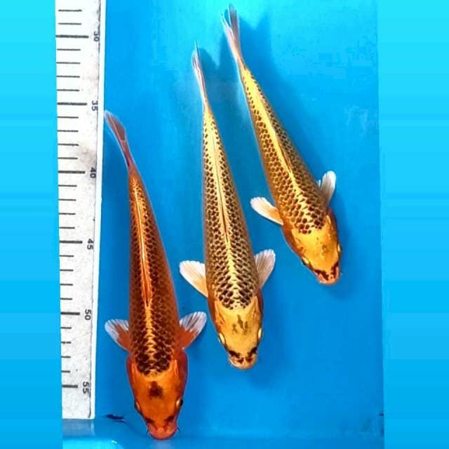 Matsuba, 20-22 cm