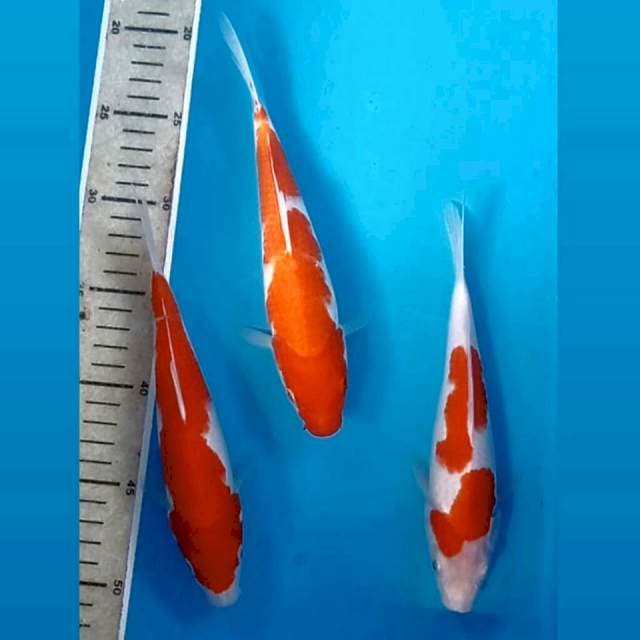 Kohaku, 21-22 cm