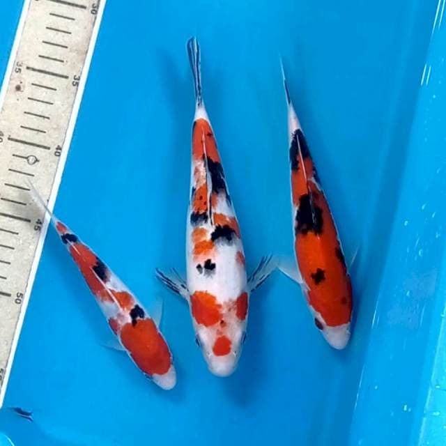 Sanke, 16-22 cm