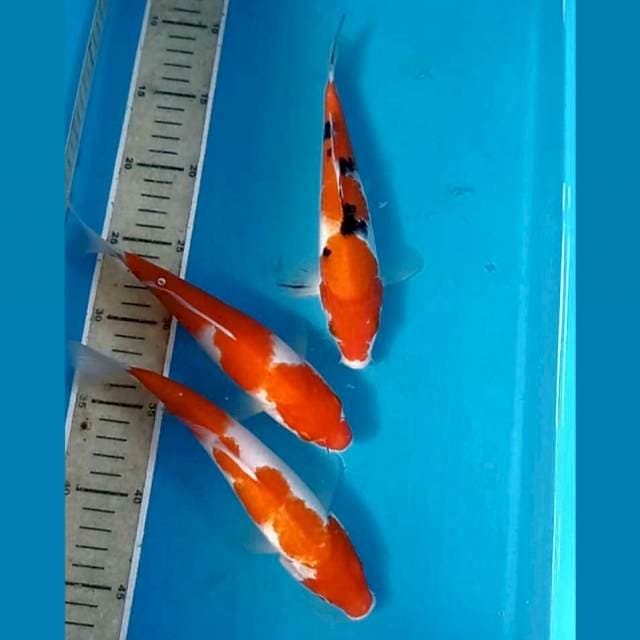 Kohaku & sanke, 21-23cm