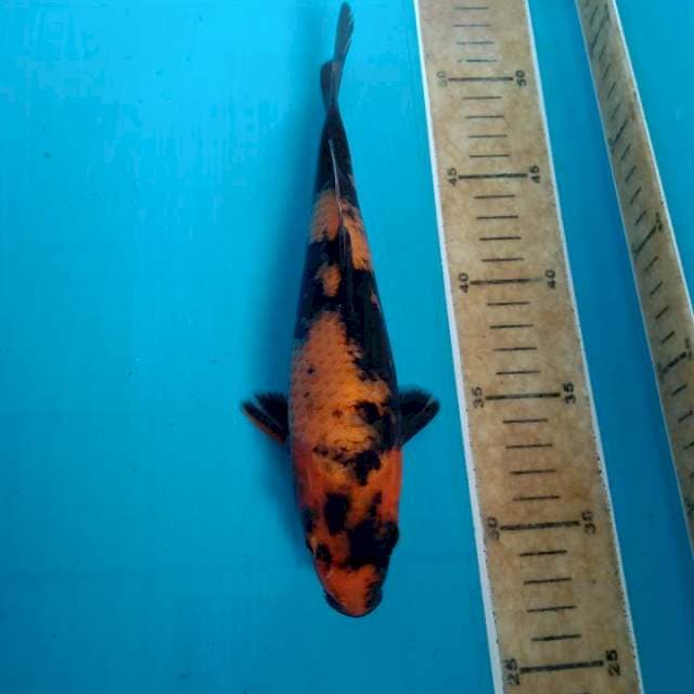 Utsuri 24cm