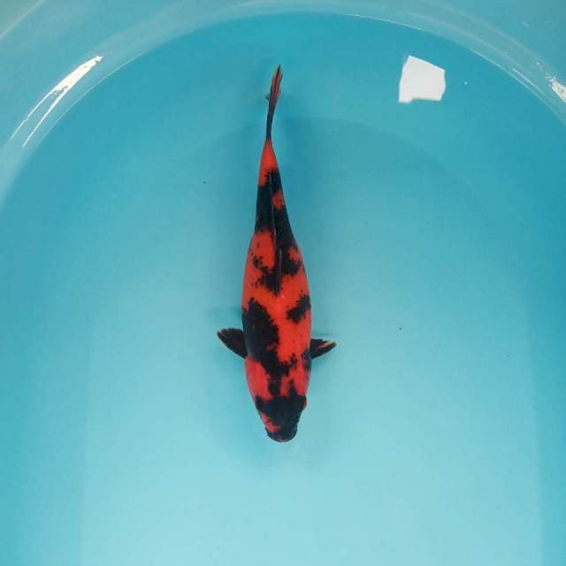 Hi utsuri siip 25cm