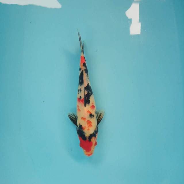 Kindai showa siip 25cm