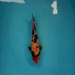 Kindai showa siip 25cm