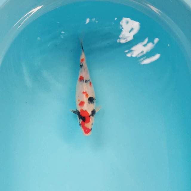 Kindai showa siip 25cm