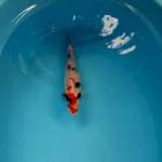 Kindai showa siip 25cm