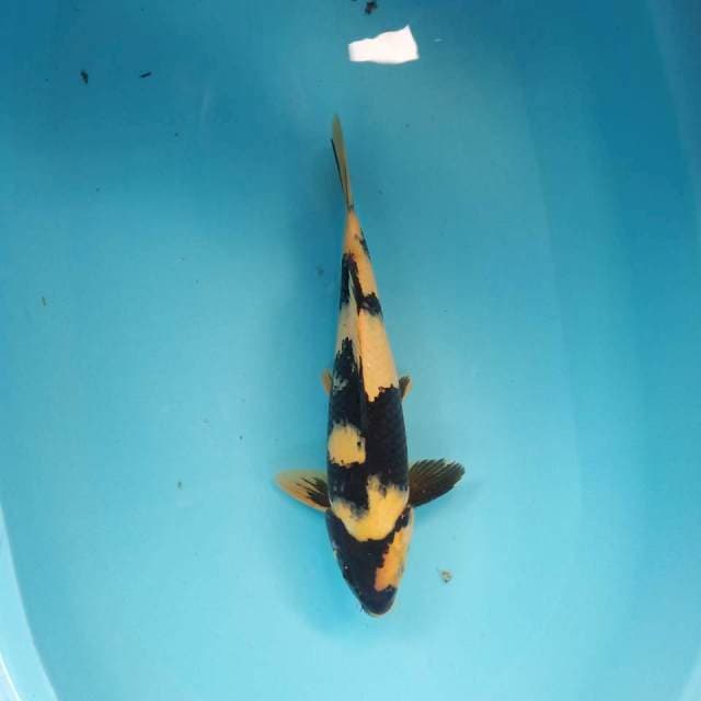 Shiro siip 33cm (masih bau lumpur)