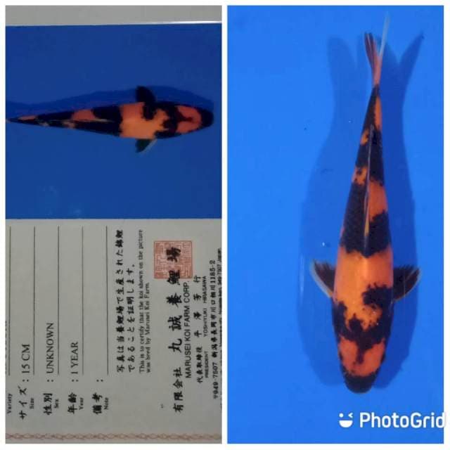 Hi utsuri tosai marusei