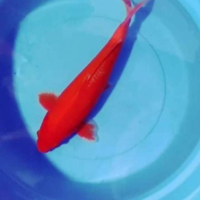 Benigoi red strong