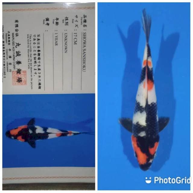 Showa tosai marusei