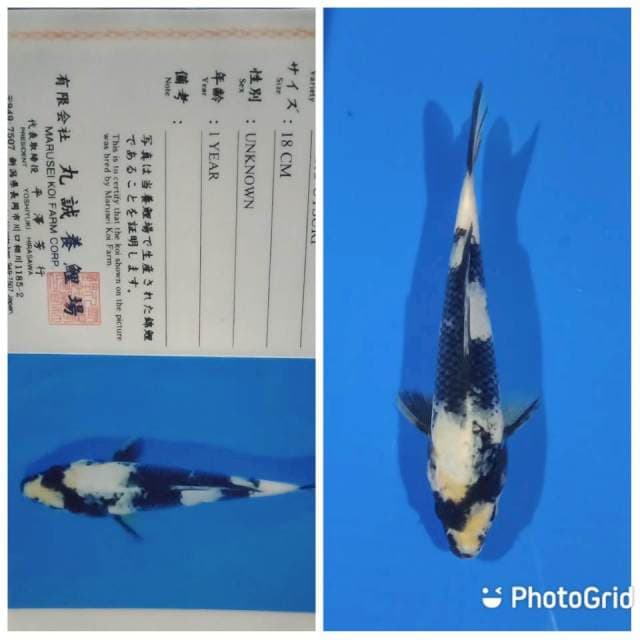 Shiro tosai marusei