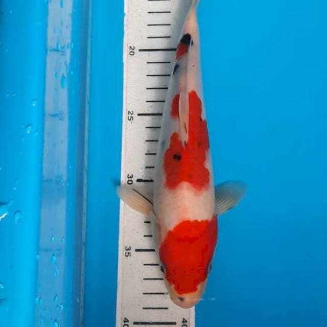 Kohaku sanke 26cm 