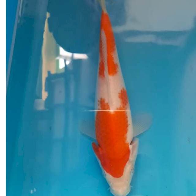 Kohaku 18cm