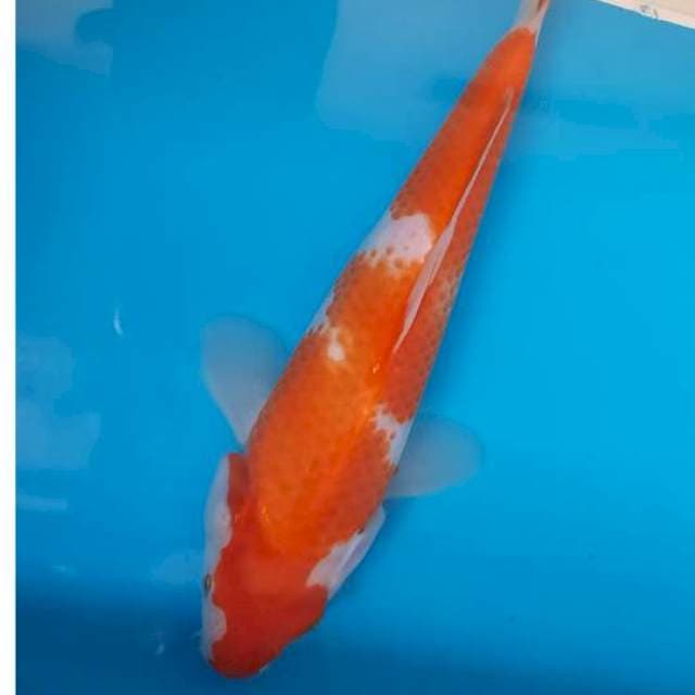 Kohaku 22cm 